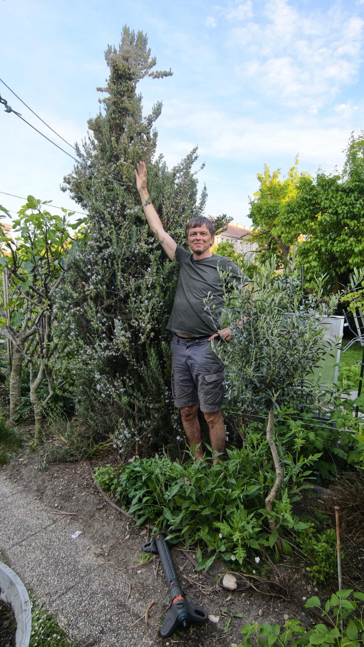 My rosemary - a feast for the bees