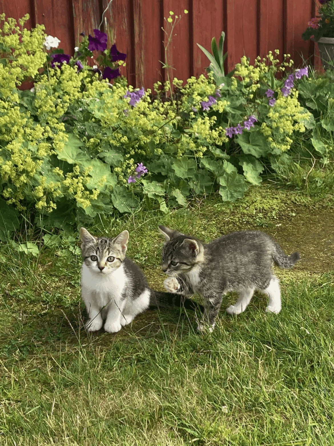 My two gardening buddy