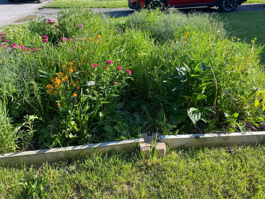 My wife doesn’t like what she calls my “chaos garden”. My wife doesn’t like what she calls my “chaos garden”.