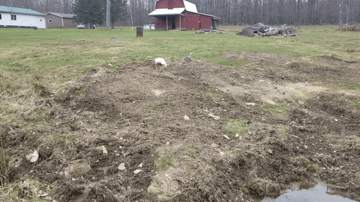 The watering hole is great and all, but it has nothing on amazing dirt.