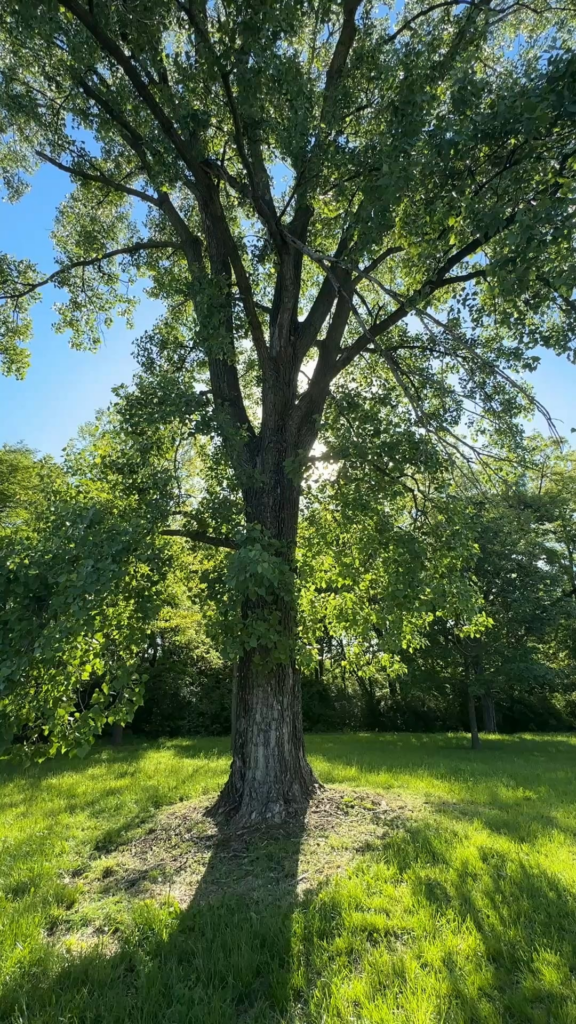 What is this beautiful tree called?