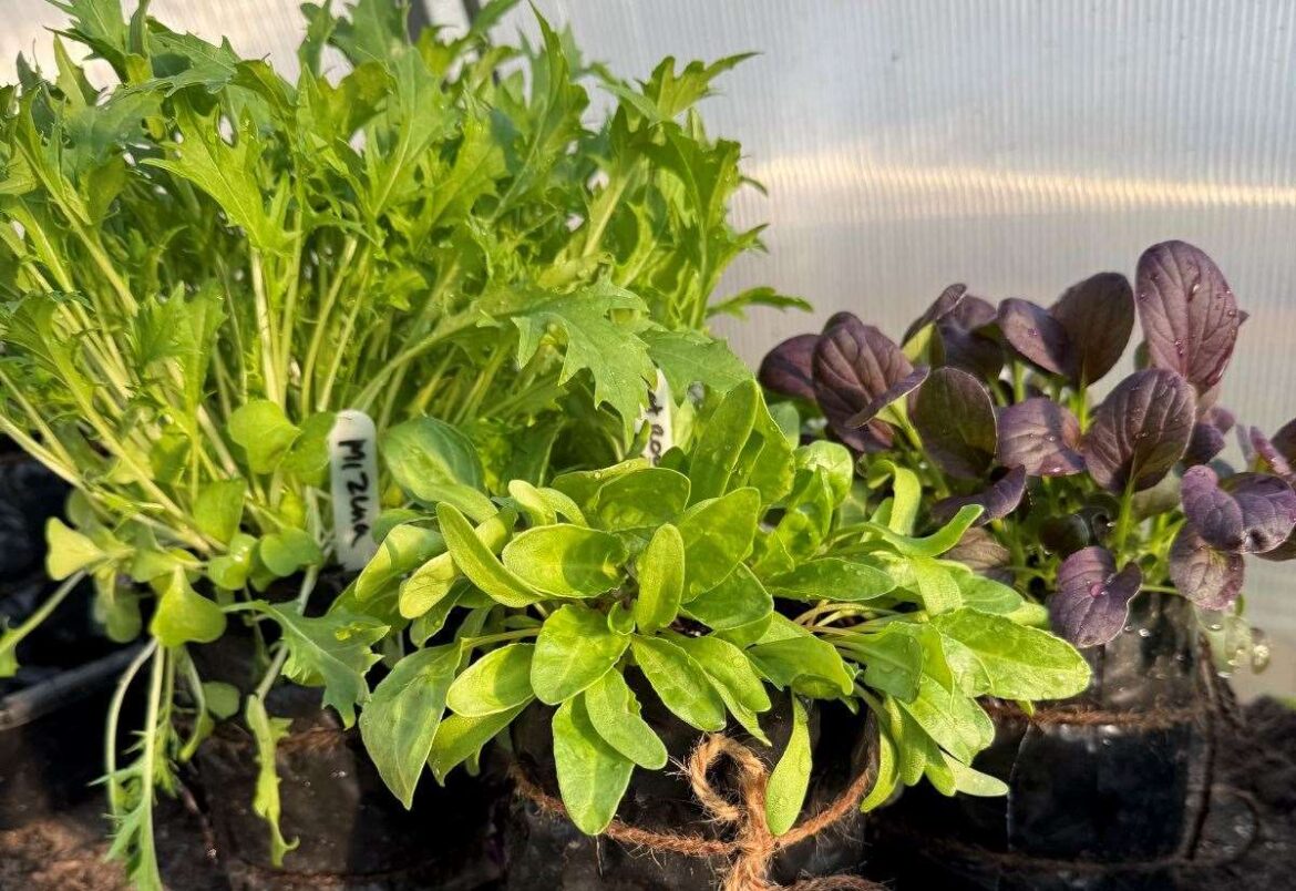 Stay on top of watering as temperatures rise, says gardener Jamie Marsh Stay on top of watering as temperatures rise, says gardener Jamie Marsh