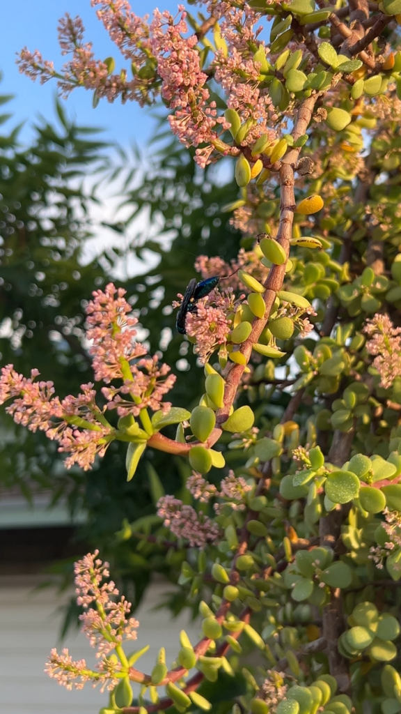 Friends enjoying my elephant bush flowering like CRAZY rn ☺️