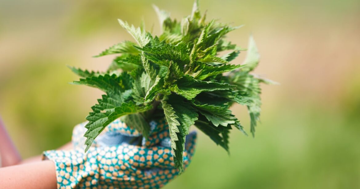 Like many gardeners, I can’t help but admire weeds – The Irish Times Like many gardeners, I can’t help but admire weeds – The Irish Times