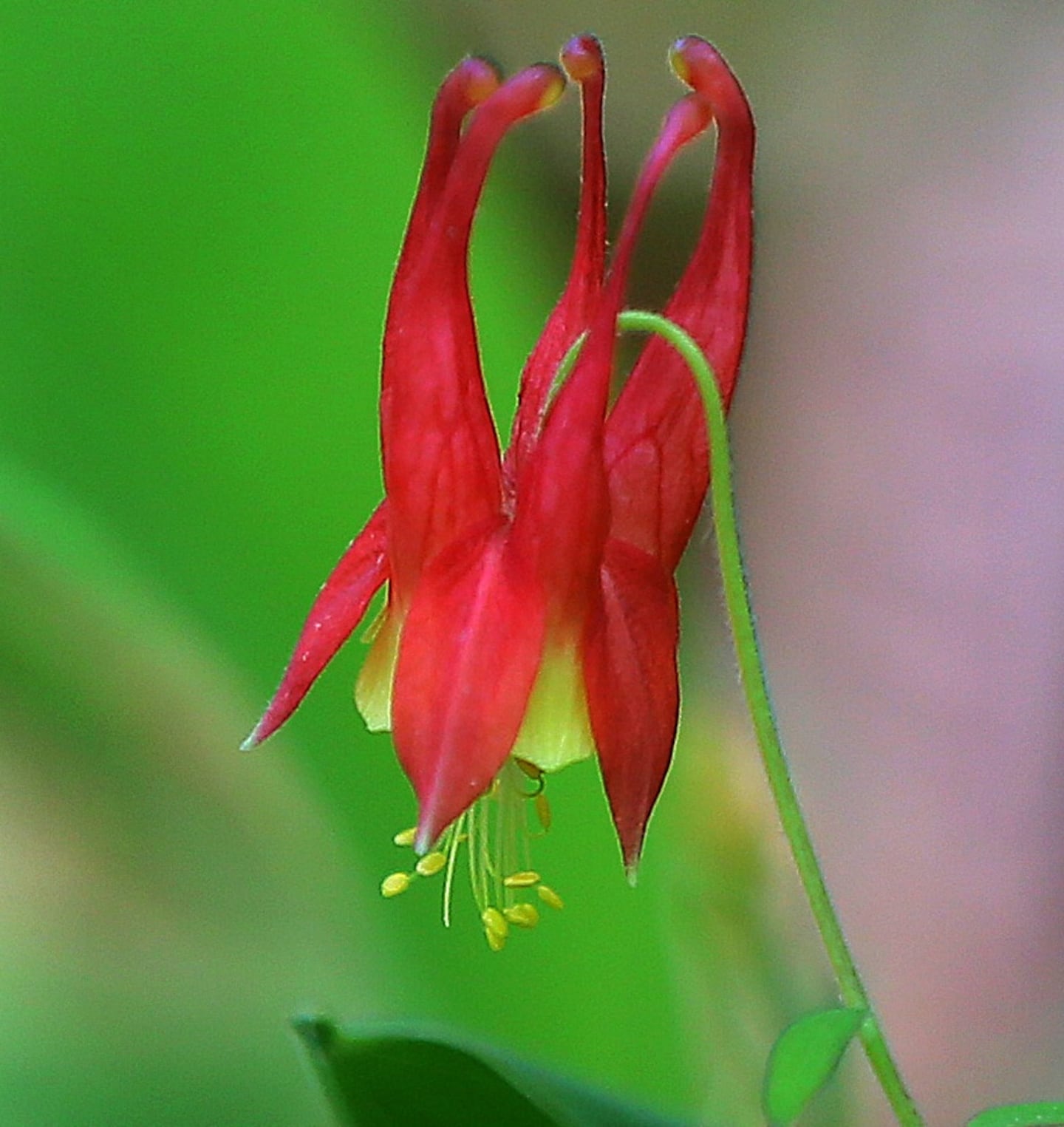 Some red columbine in Norwell, Mass.