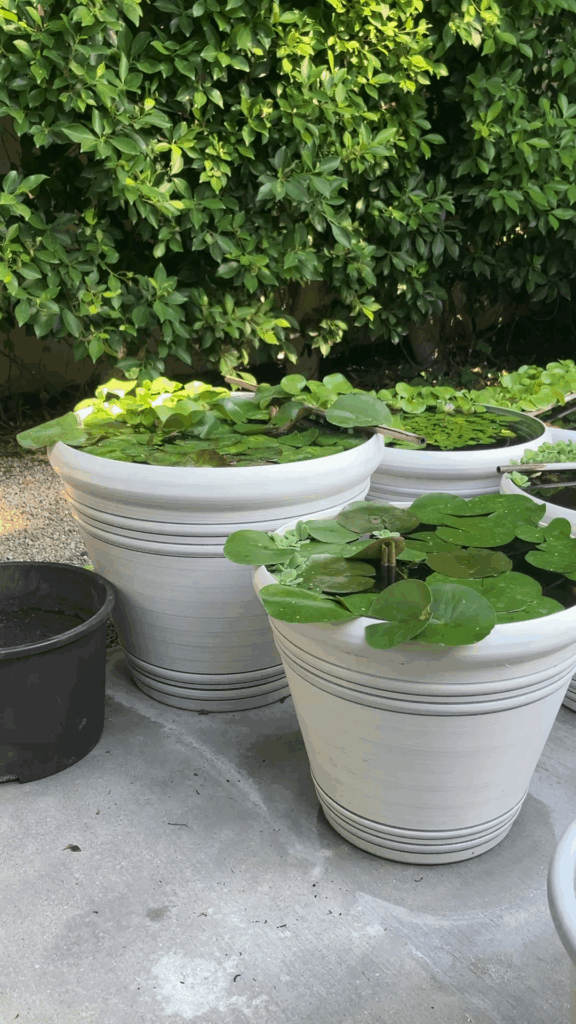 When One Tub Garden Isn't Enough...
