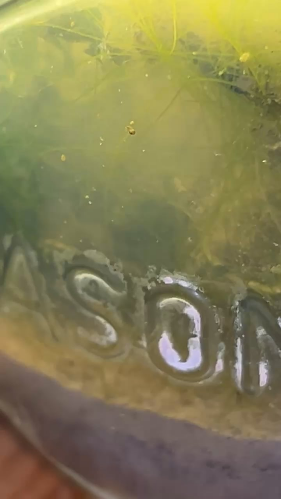 is this a copepod??