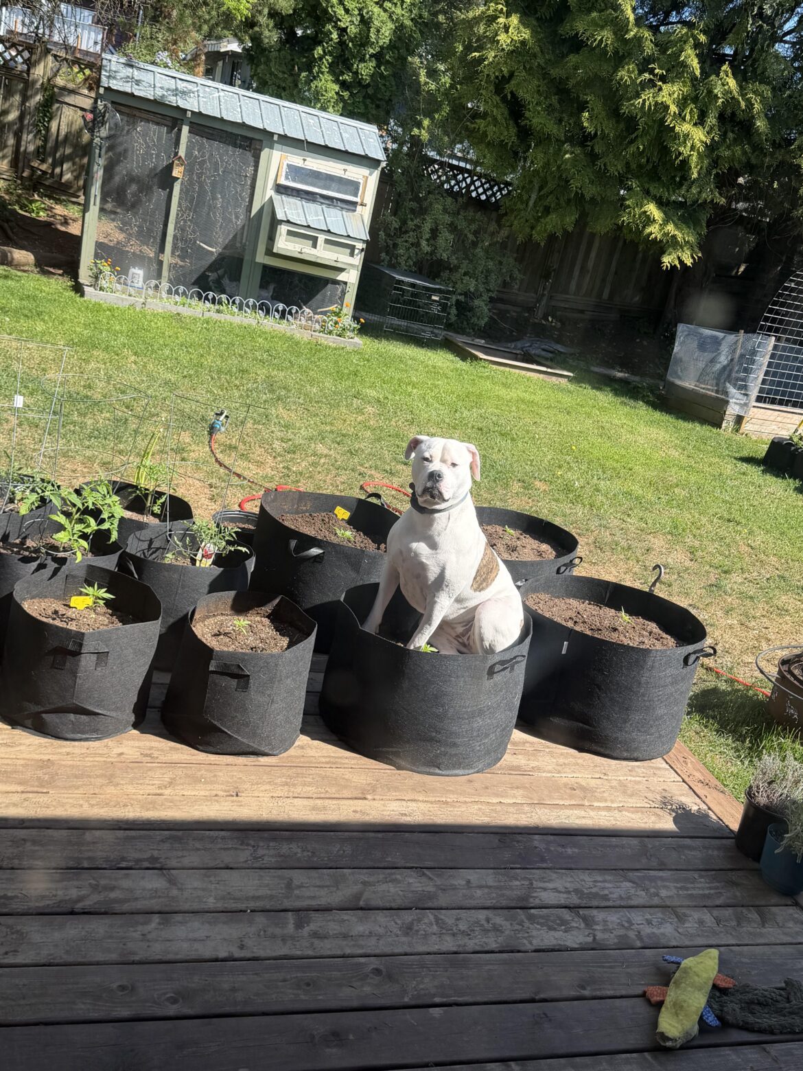 Need help getting pests out of potted plants!!