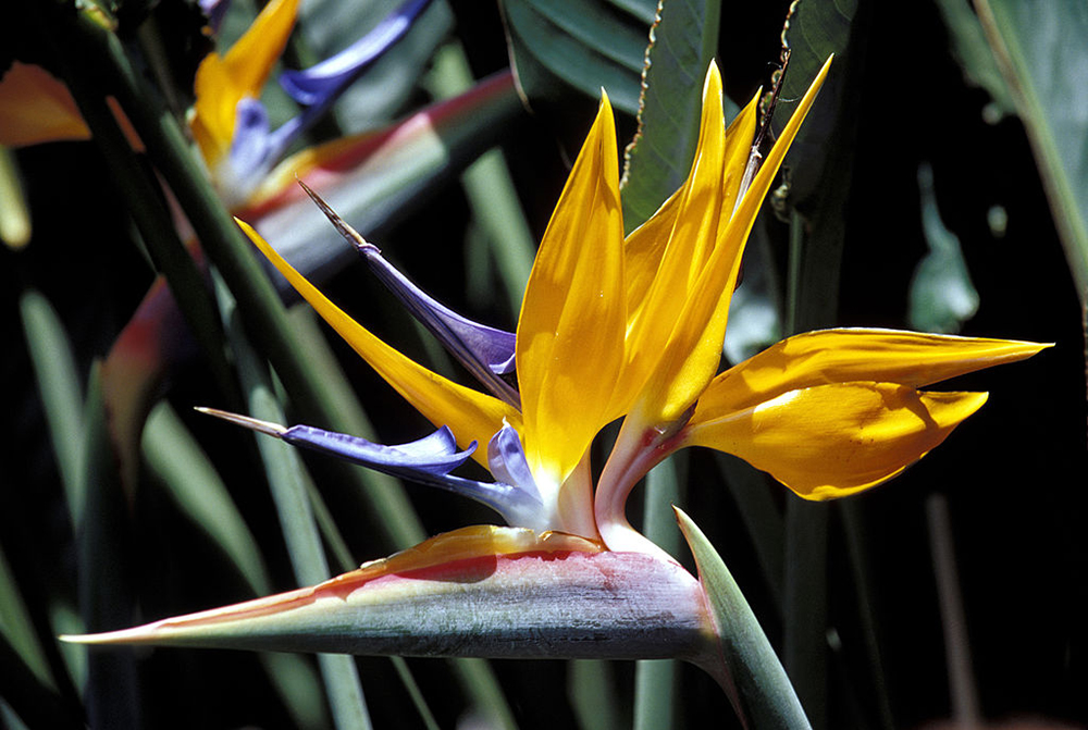 The marvels of Cuba’s national botanic gardens The marvels of Cuba’s national botanic gardens