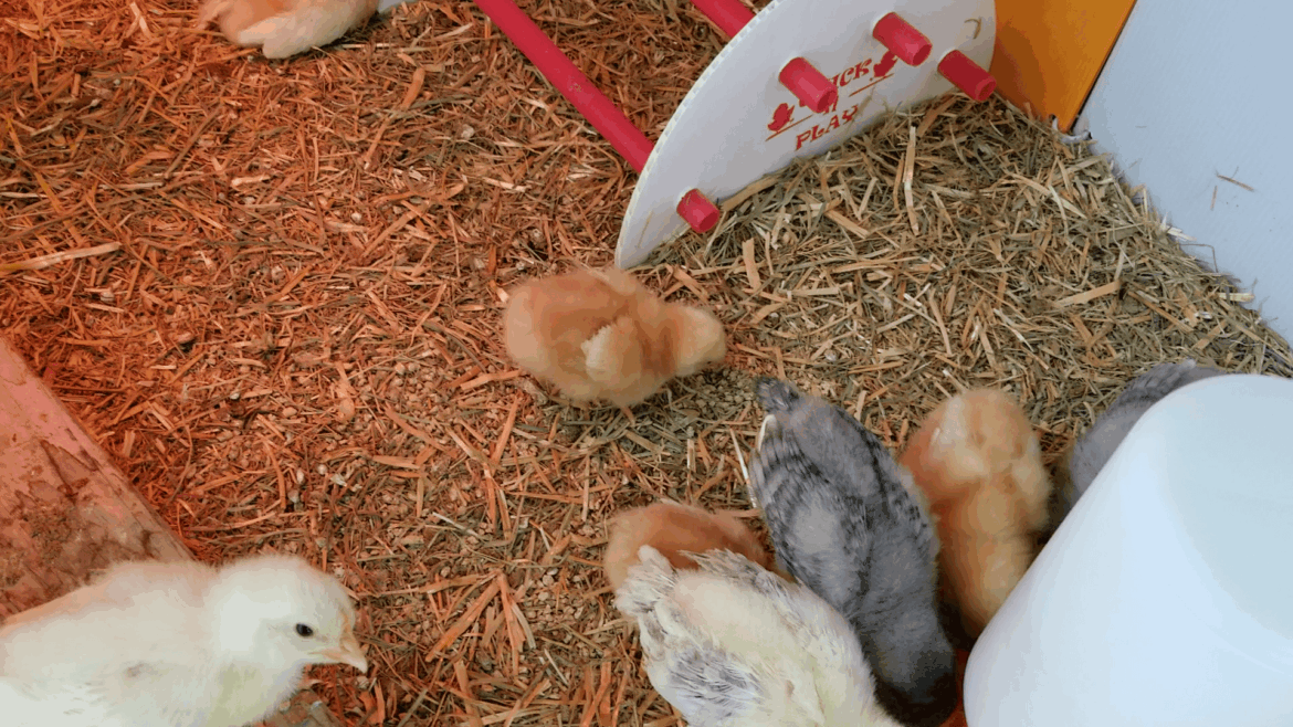 Listen to the pleasant cheeps of chicks having breakfast.