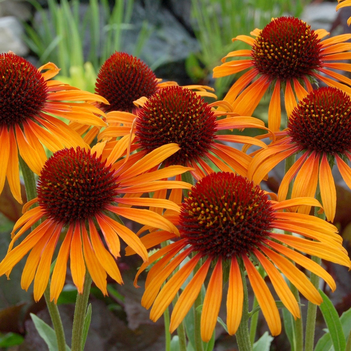 Echinacea 'flame Thrower' (pbr)