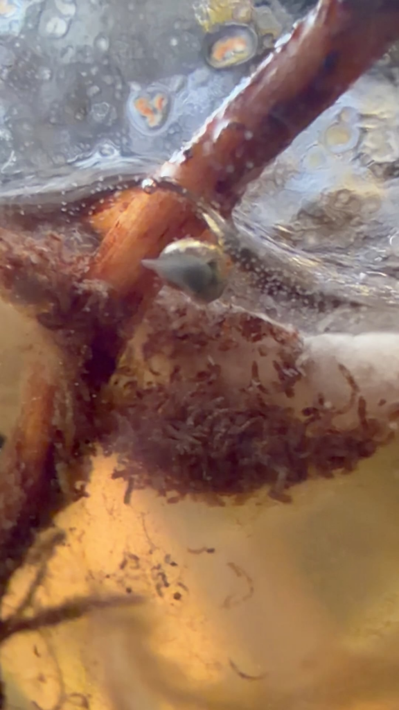 I found a cool snail