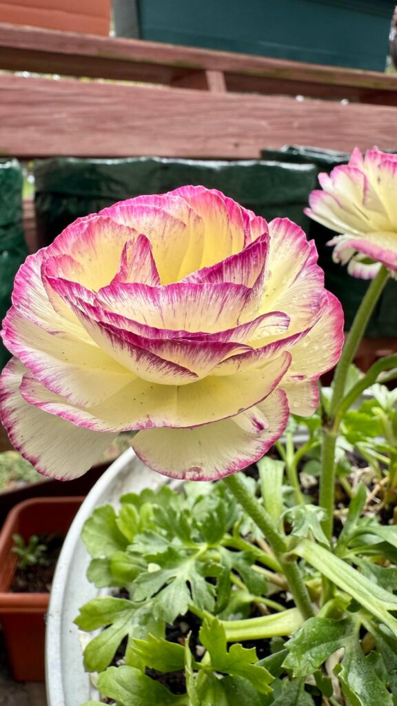 Obsessed with these - ranunculus I believe