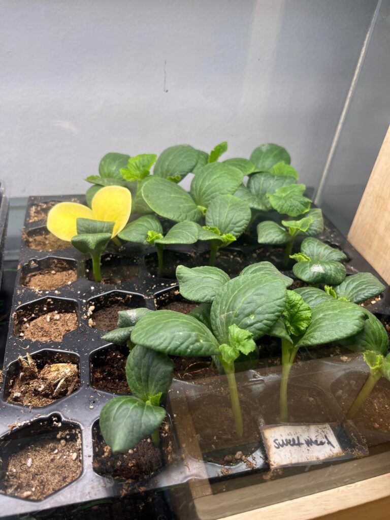 One of my Sweet Meat squashes is growing completely yellow!