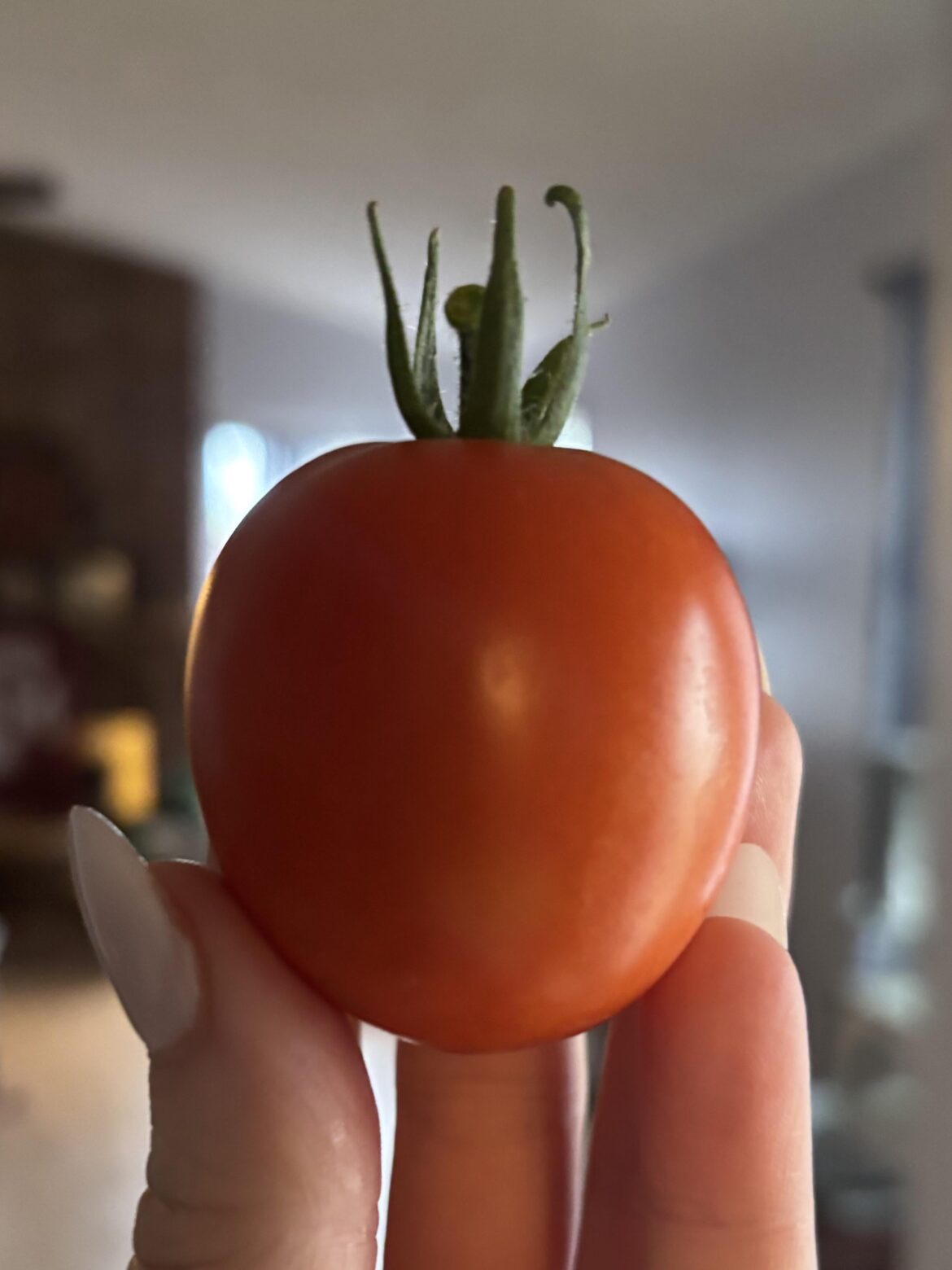 Our first tomato!