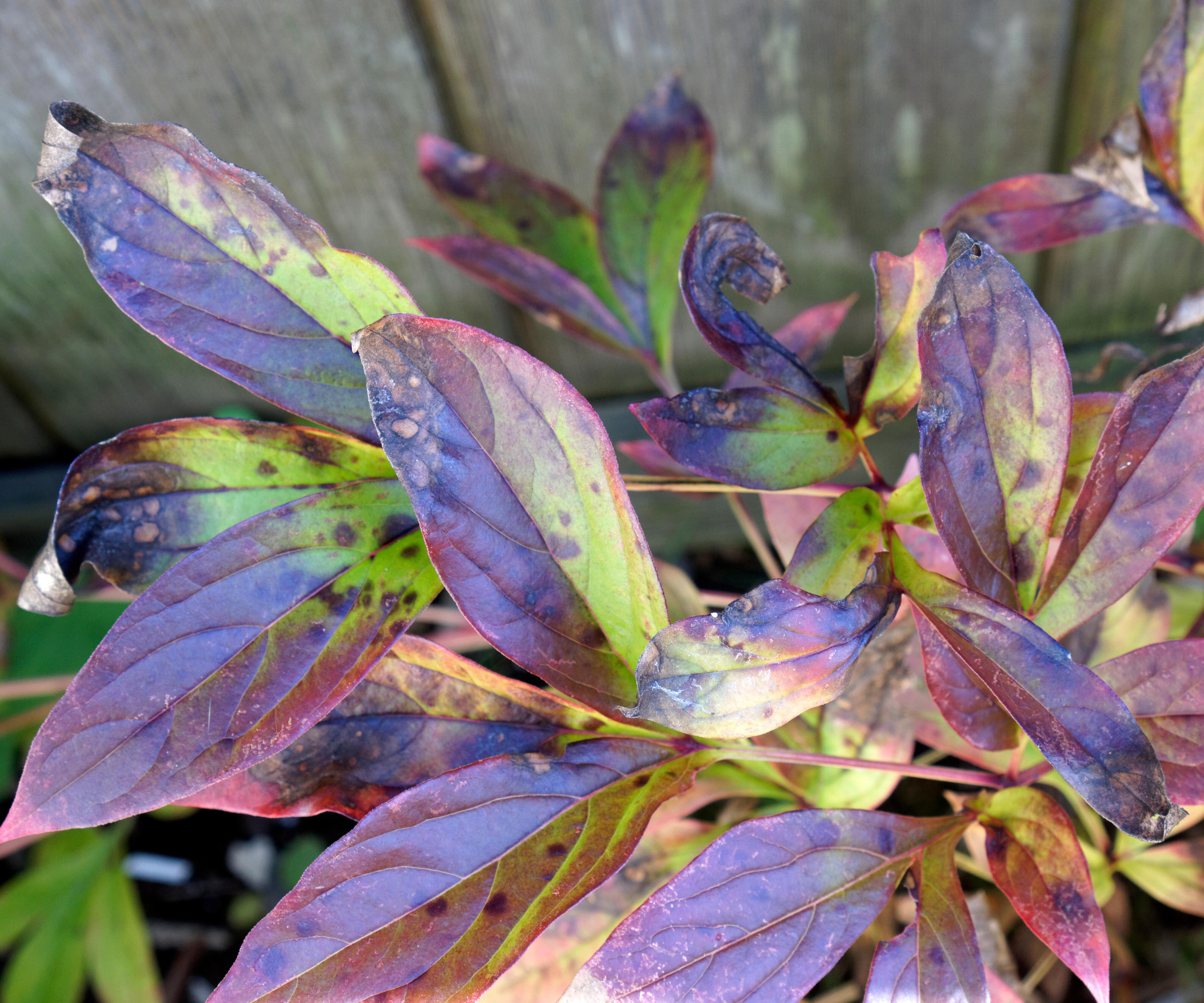 close up of peony with botrytis blight