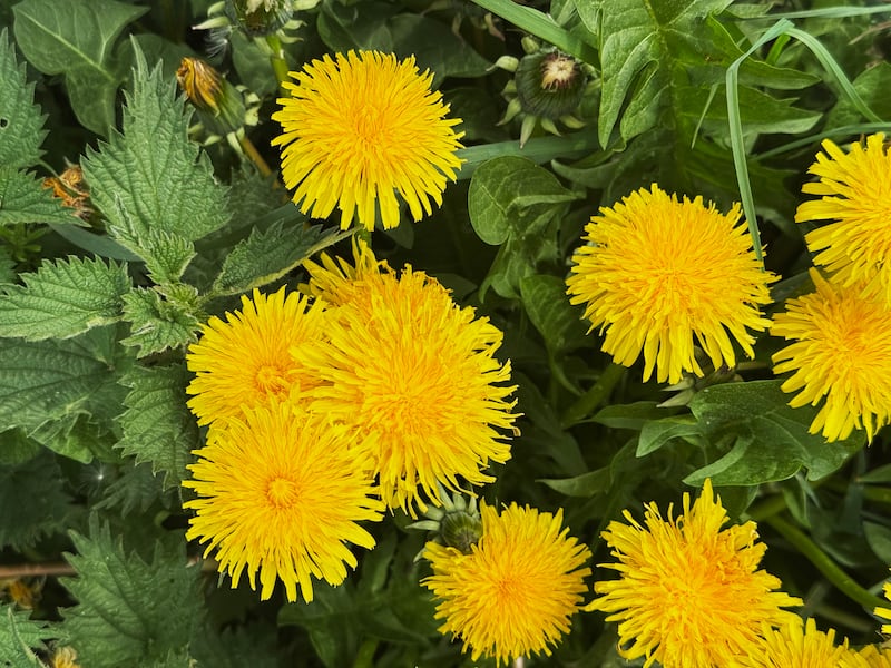 Wild flowers growing on the verges of a rural lane. Photograph: Getty