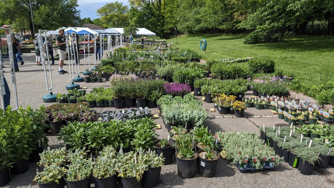 Maplewood Garden Club Plant Sale Runs May 7, 8 & 9 at Community Pool Parking Lot Maplewood Garden Club Plant Sale Runs May 7, 8 & 9 at Community Pool Parking Lot
