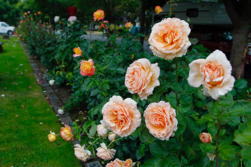 cluster of peach rose blooms in a row of planted roses