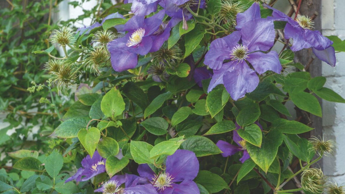 How to grow clematis for stunning climbing displays every year How to grow clematis for stunning climbing displays every year