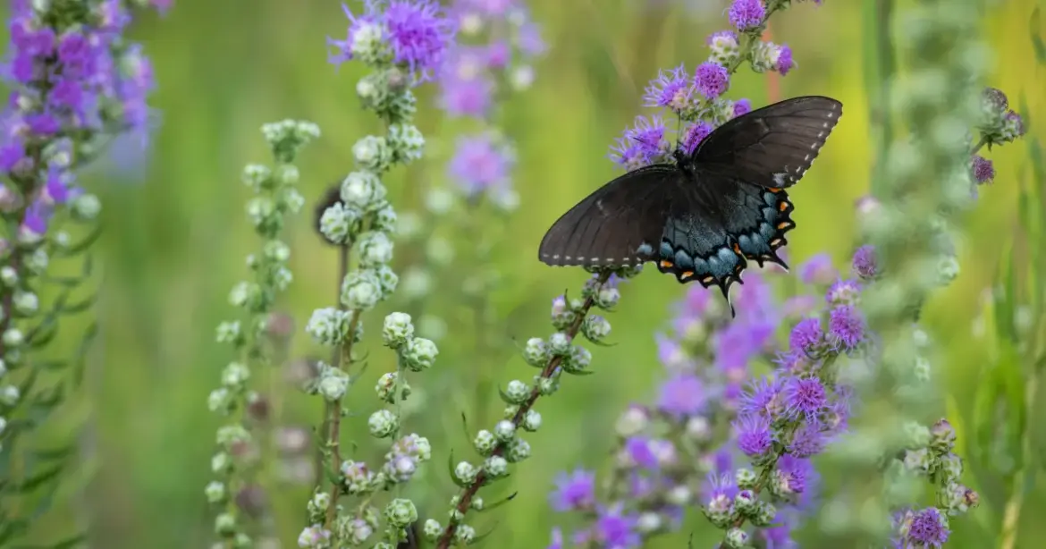 The Creatures of My Garden