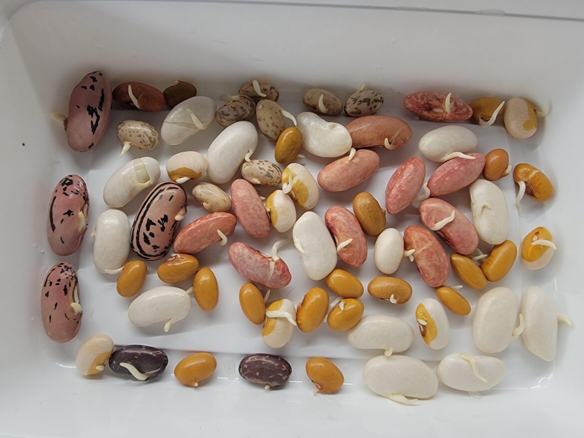 Pre-germinating my beans.  It's always so exciting to see them come to life!