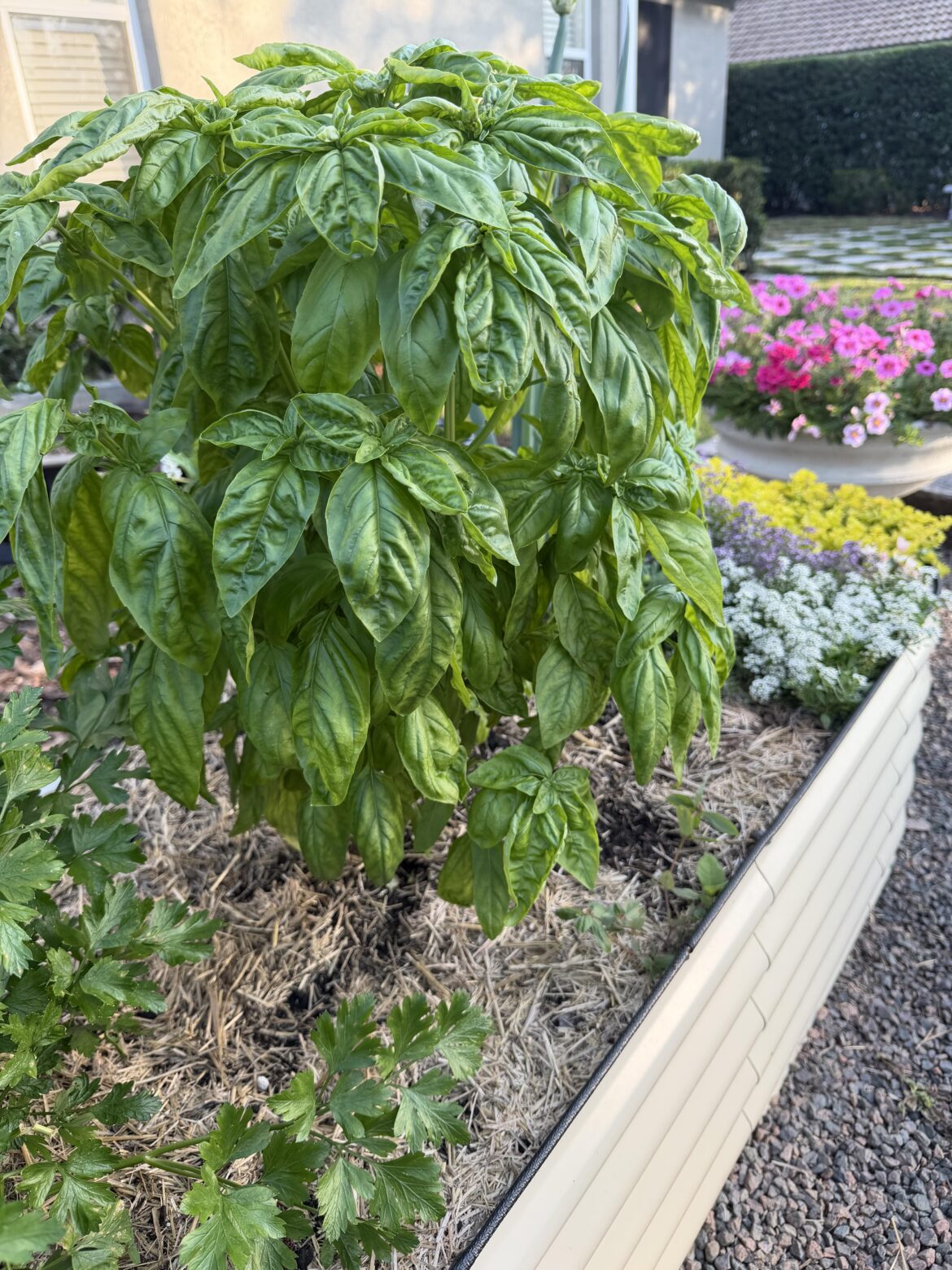 Prune your basil