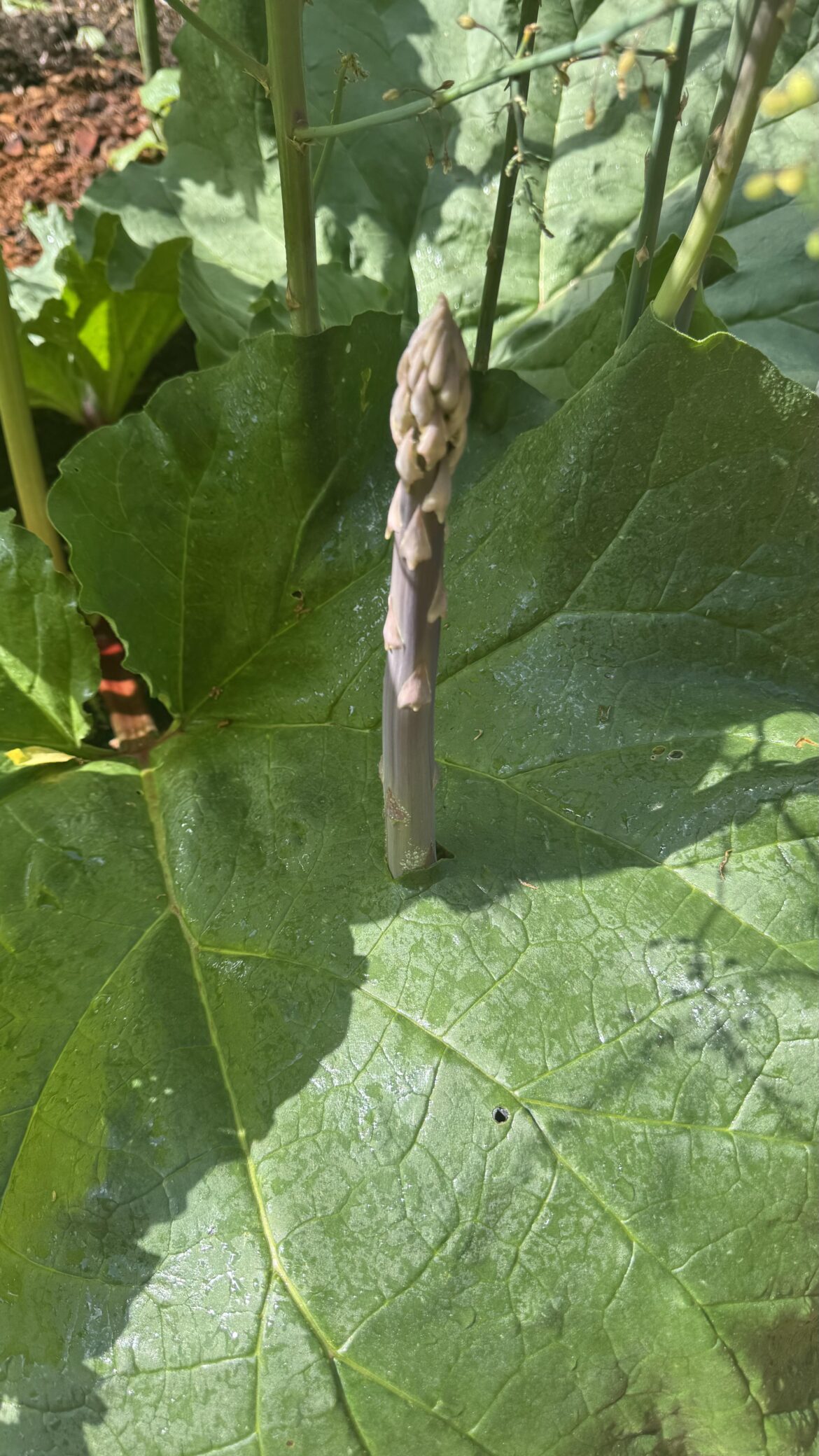 Purple asparagus growing through a rhubarb leaf.