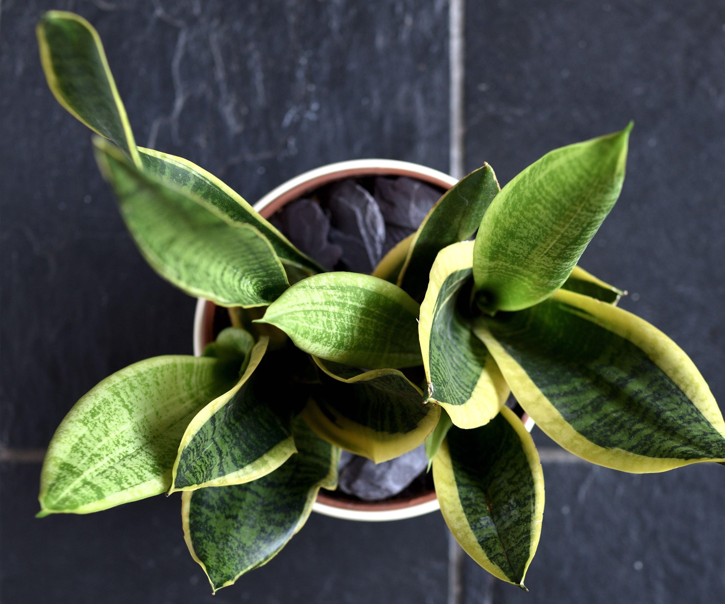 Snake plant viewed from above