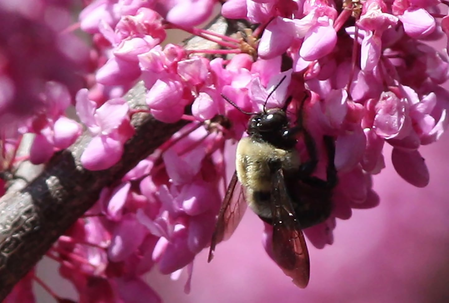Redbud trees provide a burst of early spring color. 