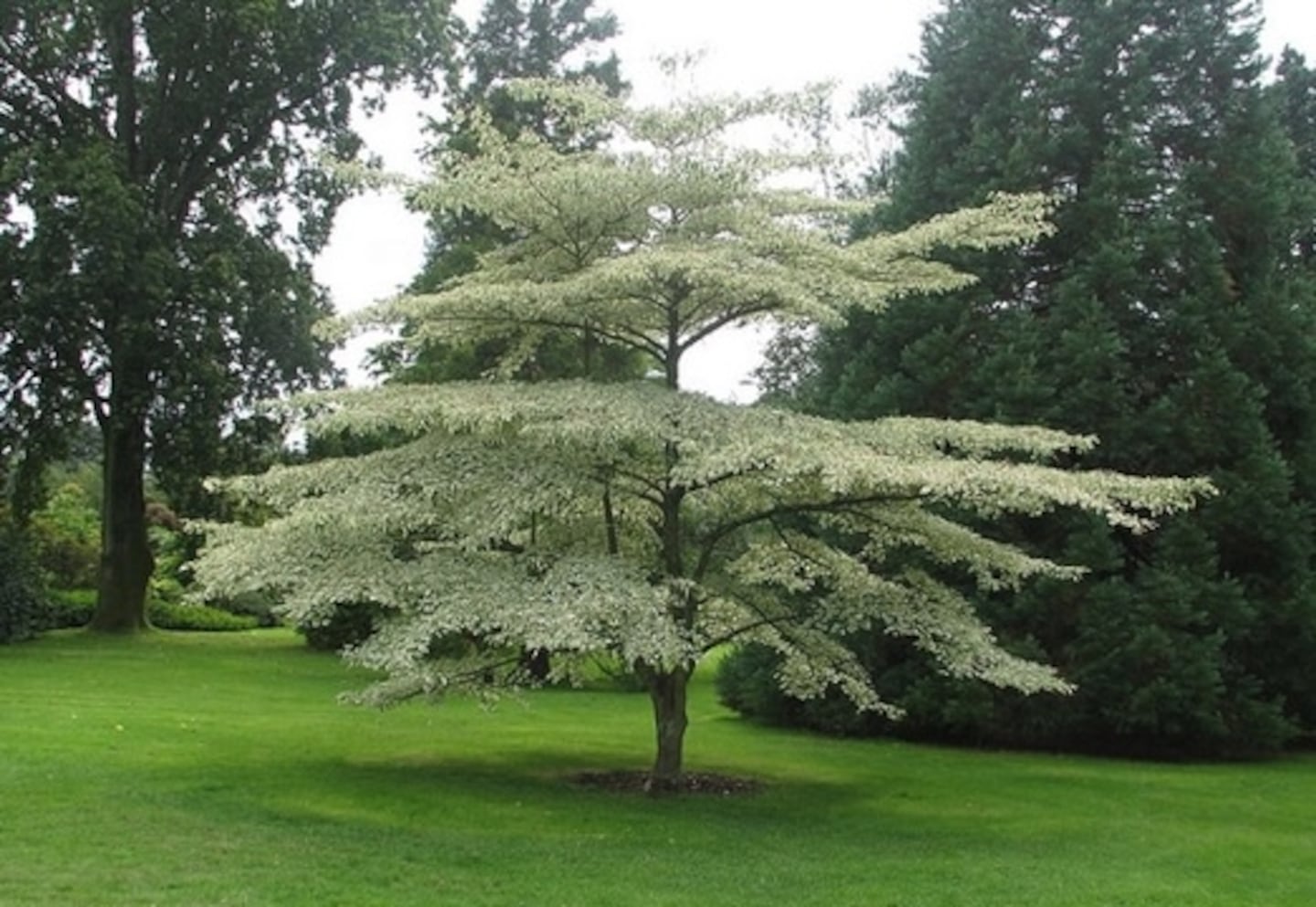The pagoda dogwood tree.