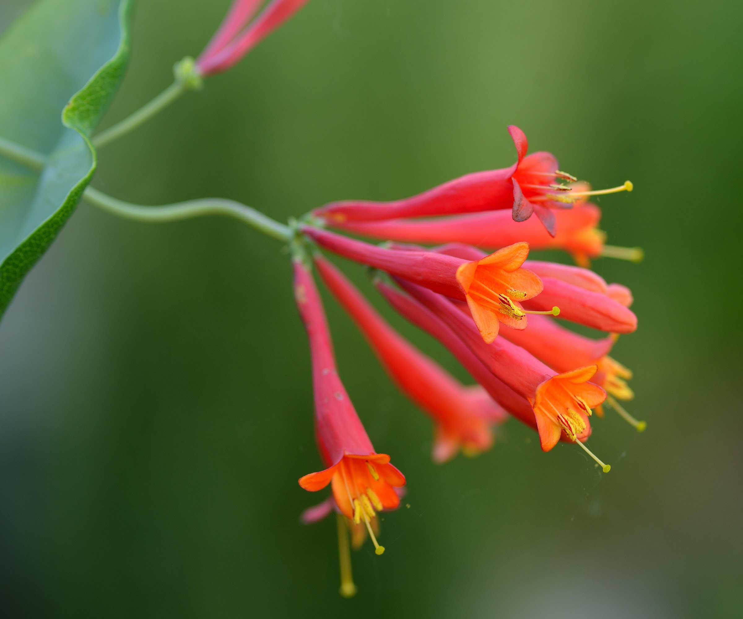 close-up of coral honeysuckle flower