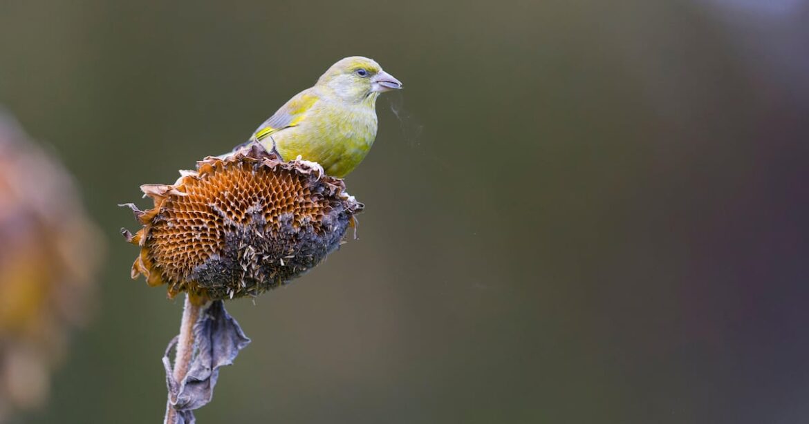 How gardeners can help greenfinch numbers – The Irish News