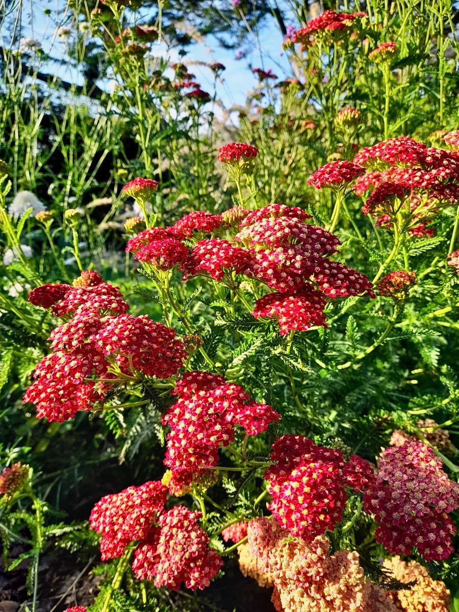 Which Flowers Create a Wild Garden Look?