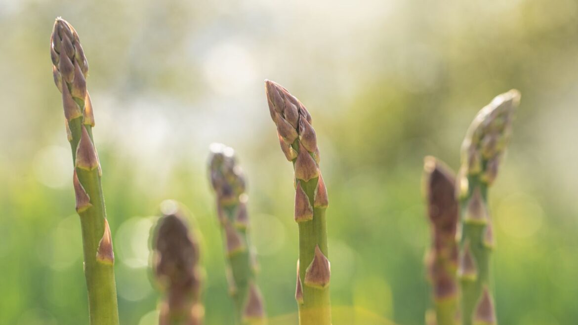 What to Do With Tall Asparagus Spears: Expert Advice A selection of developing asparagus spears growing in a vegetable garden