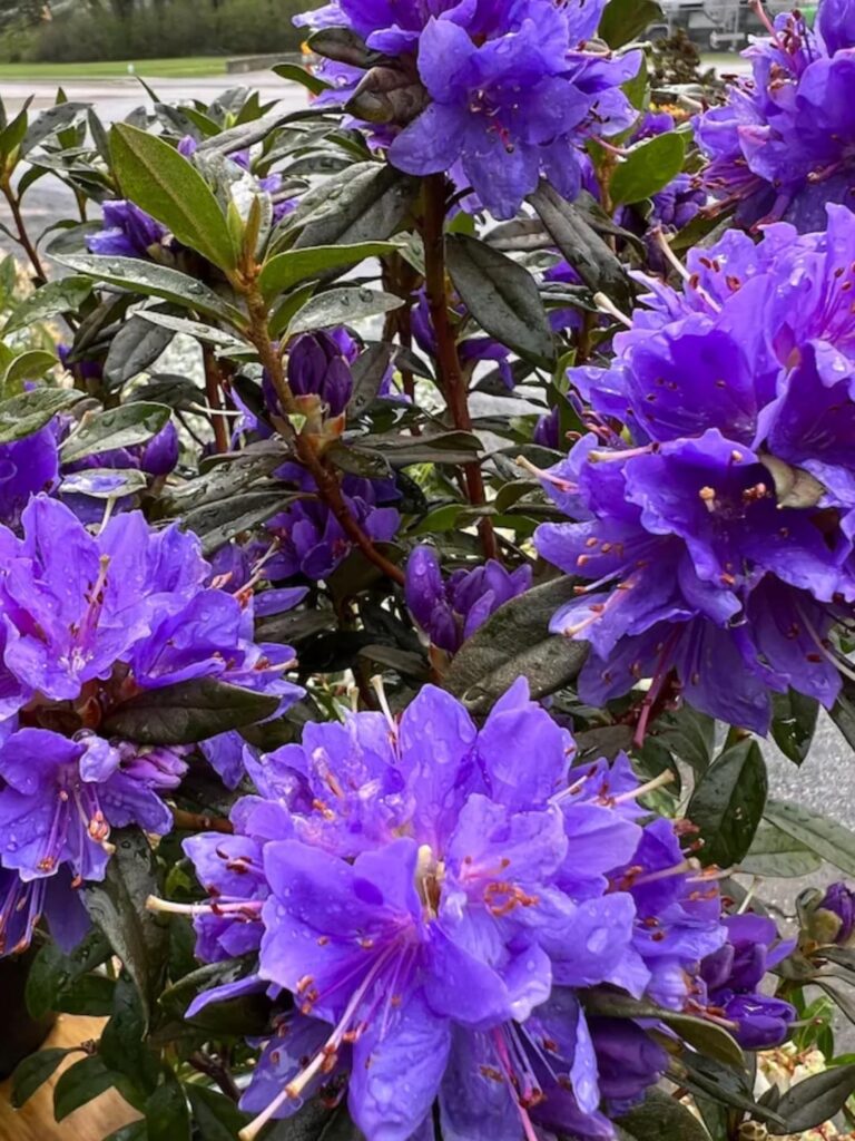 Rhododendron: ‘Starry Night’ ‘Gletschernacht’ Rhododendron: ‘Starry Night’ ‘Gletschernacht’