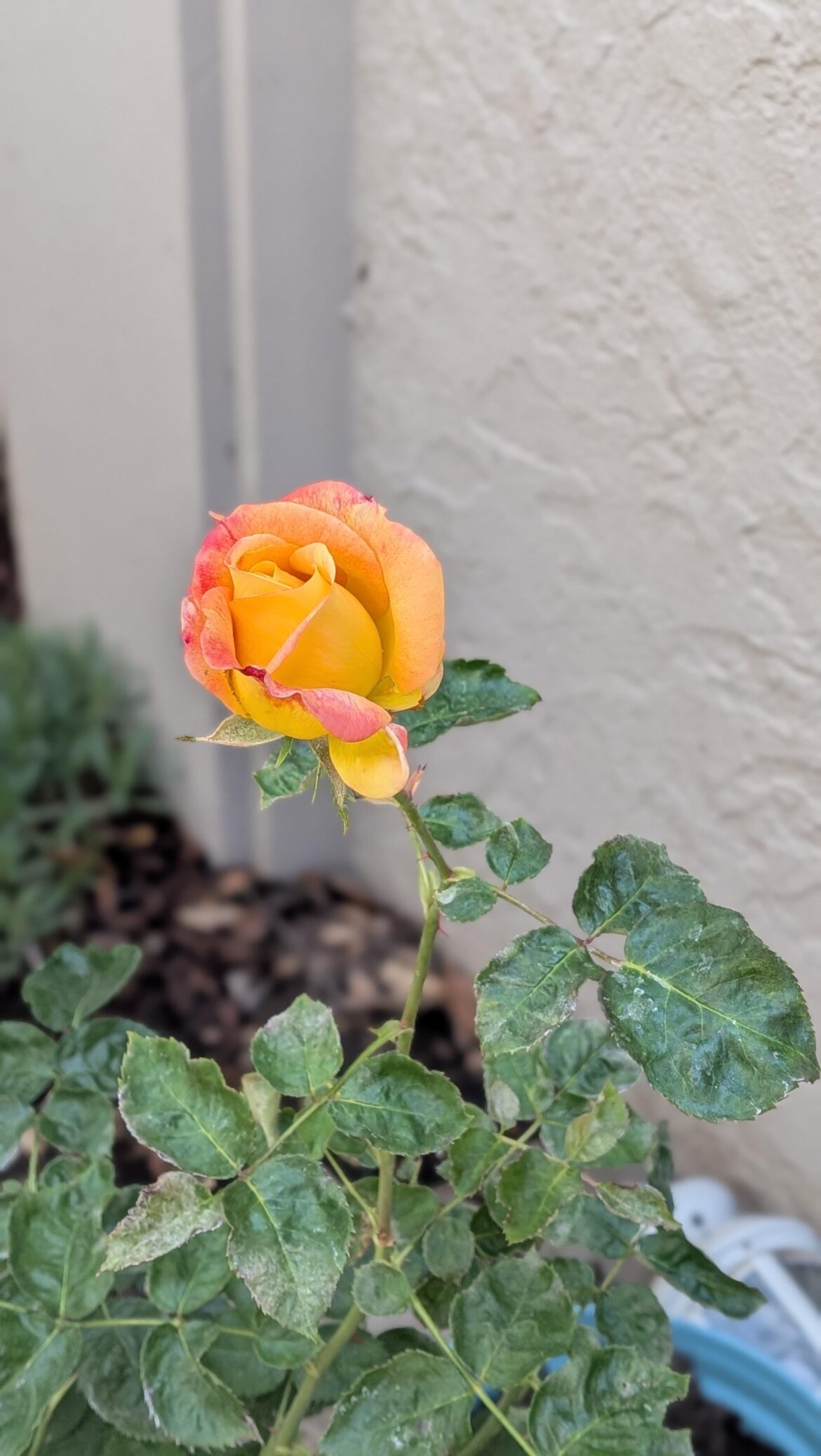 Rose in Honor of Mom Bloomed on Mother’s Day Rose in Honor of Mom Bloomed on Mother's Day