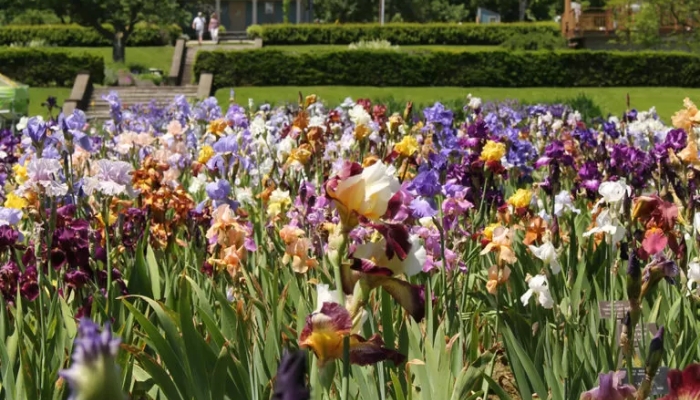 Royal Botanical Garden’s Iris Collection begins move to Hendrie Park Royal Botanical Garden's Iris Collection begins move to Hendrie Park
