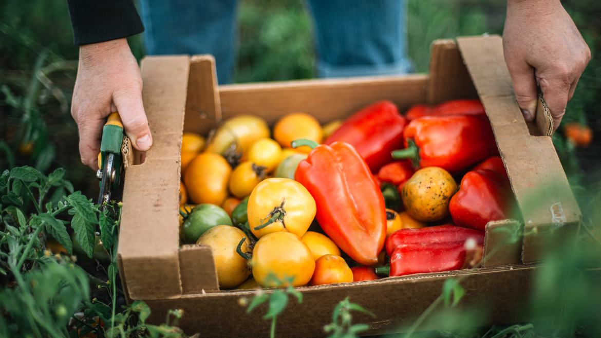 Tired of bland tomatoes? I recommend growing these 5 varieties at home if you love flavor Tired of bland tomatoes? I recommend growing these 5 varieties at home if you love flavor