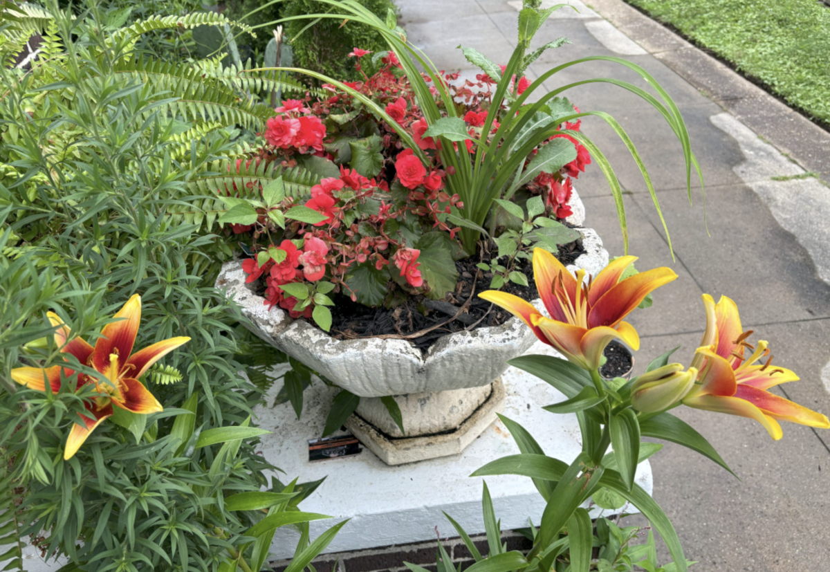 Meet the Memphis Gardener Who Sparked a Citywide Movement - 4 A stone planter with red flowers and green foliage sits on a pedestal, next to yellow-red lilies, bordered by a sidewalk and grassy area.