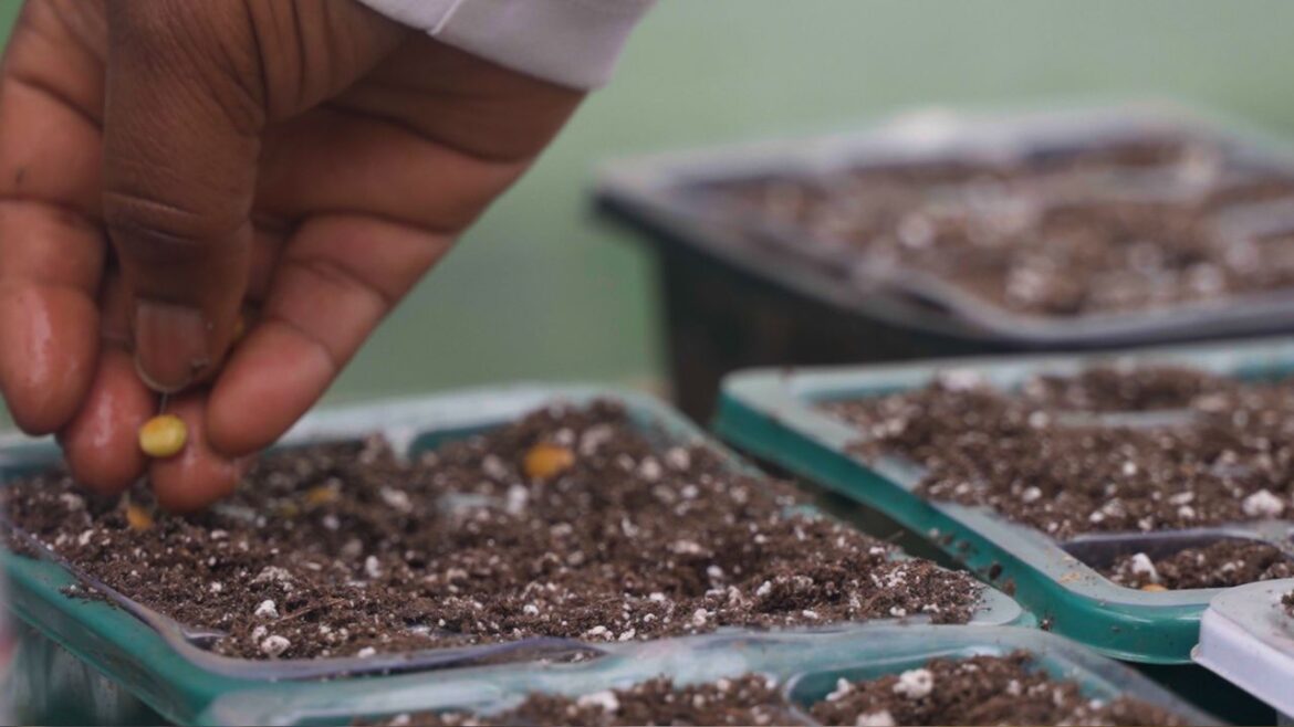 Cleveland looks to revitalize Summer Sprout program Seeds being planted at Shalom & Tranquility Garden in Old Brooklyn