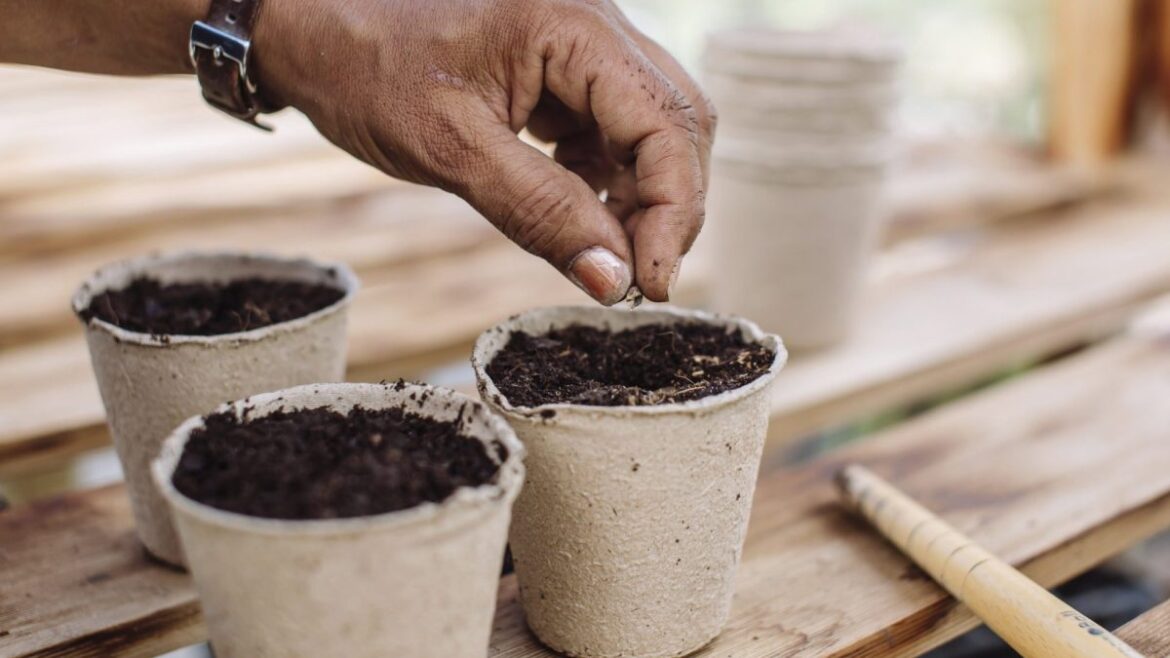 What to sow, plant and buy in May for a successful vegetable garden