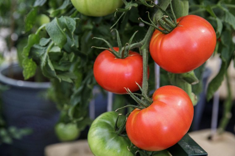 Tomato 'Big Boy'. RHS Chelsea Flower Show 2021.