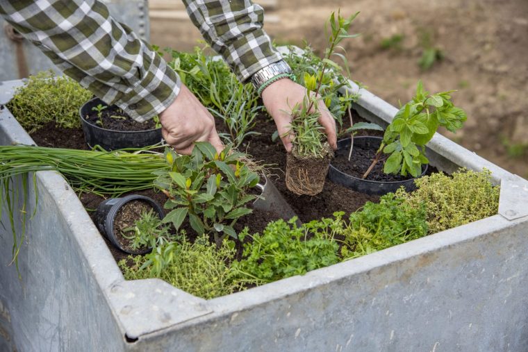 Planting a large container of Herbs