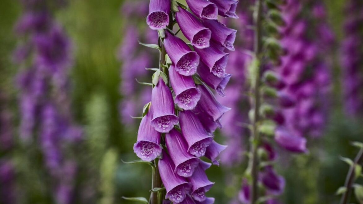 The gardening jobs to tackle now for a thriving summer garden The gardening jobs to tackle now for a thriving summer garden