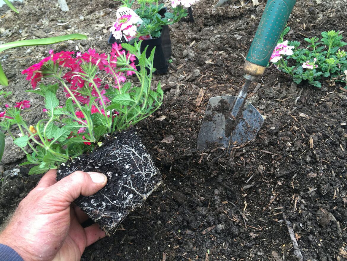 Gardening with George Weigel: It’s time to plant flowers and tomatos in Pennsylvania — probably Summer planting time