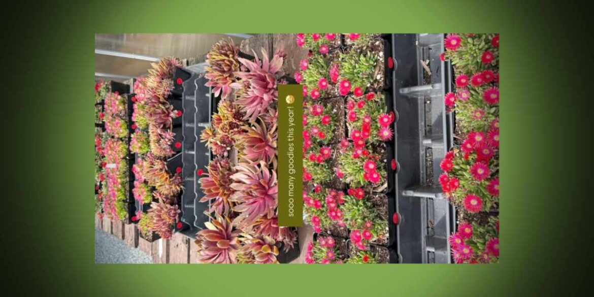 Highline SeaTac Botanical Garden’s annual Plant Sale is Saturday, May 30 SKM HSBCPlantSale053026
