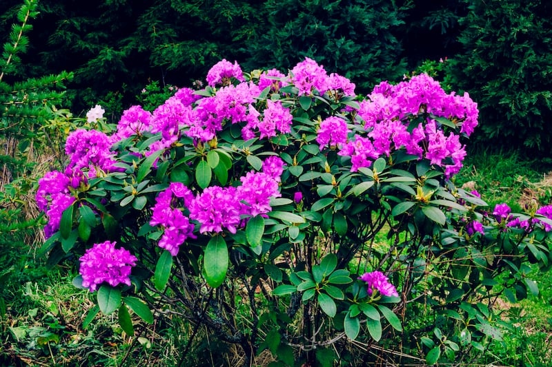 Rhododendron ponticum. Photograph: Getty