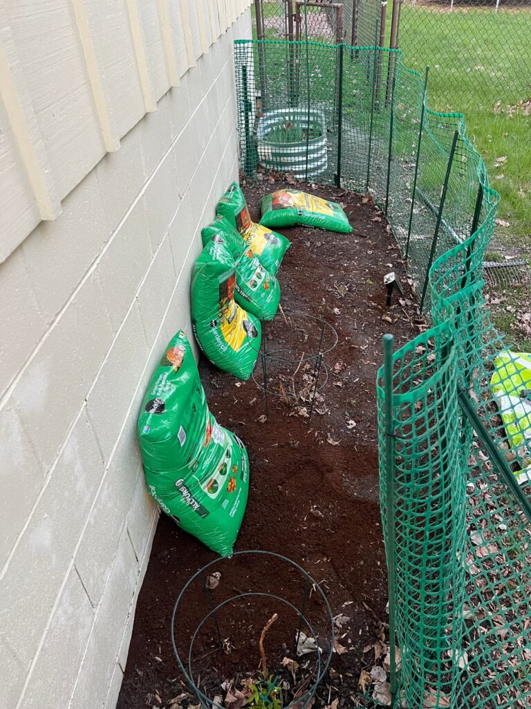 Second attempt at a fruit garden after defeat by bunnies