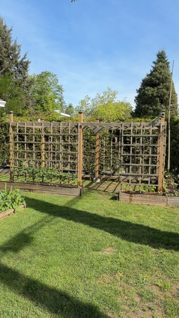 Self watering vertical garden with giant bean pole
